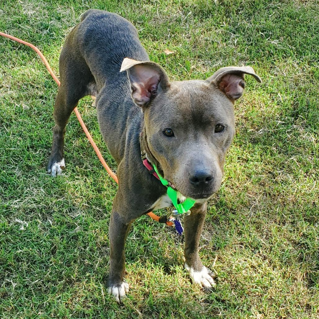 Enlarge Salem, a Adoptable Pit Bull Terrier in Denison, TX image 6/6