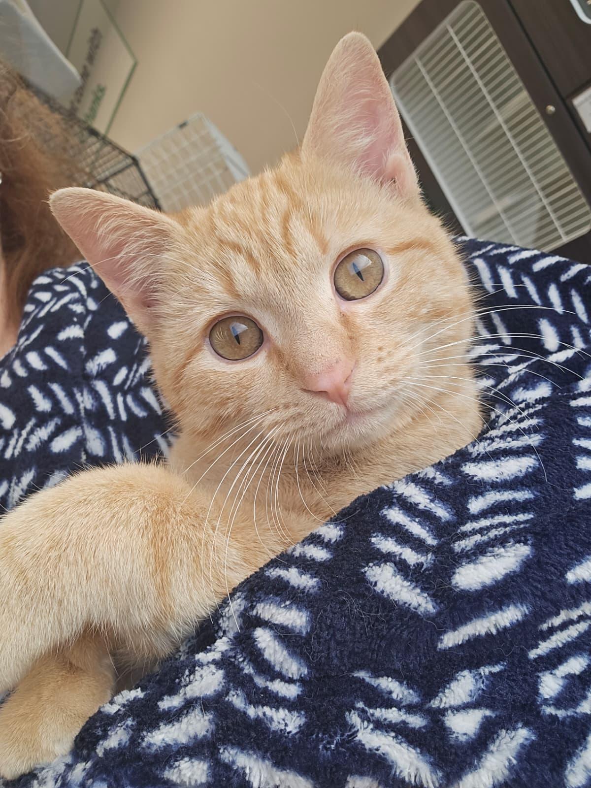 Enlarge Pepper, a Adoptable Domestic Short Hair in Nottingham, MD image 1/4