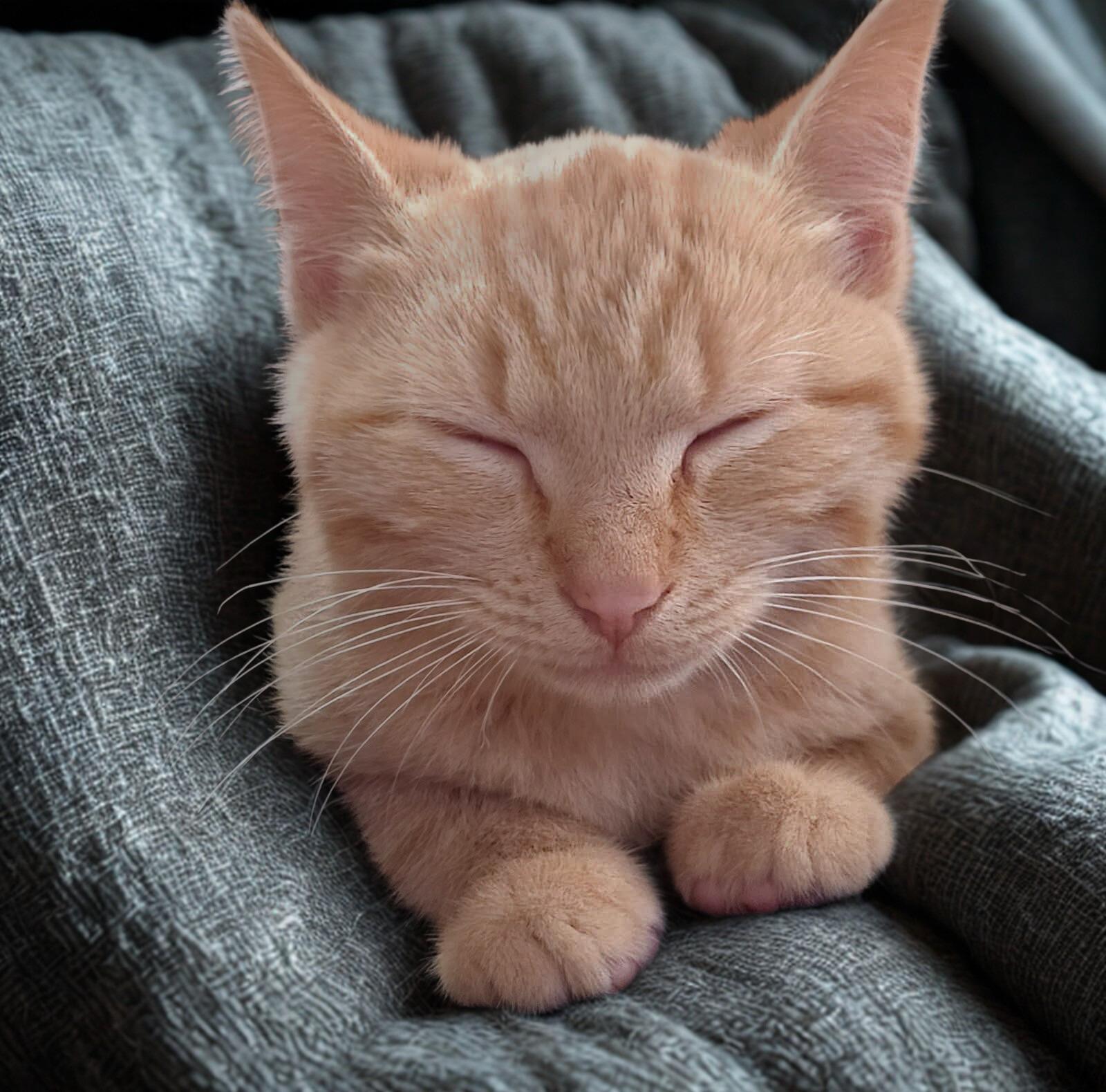 Enlarge Pepper, a Adoptable Domestic Short Hair in Nottingham, MD image 2/4