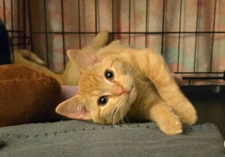 Enlarge Pepper, a Adoptable Domestic Short Hair in Nottingham, MD image 3/4