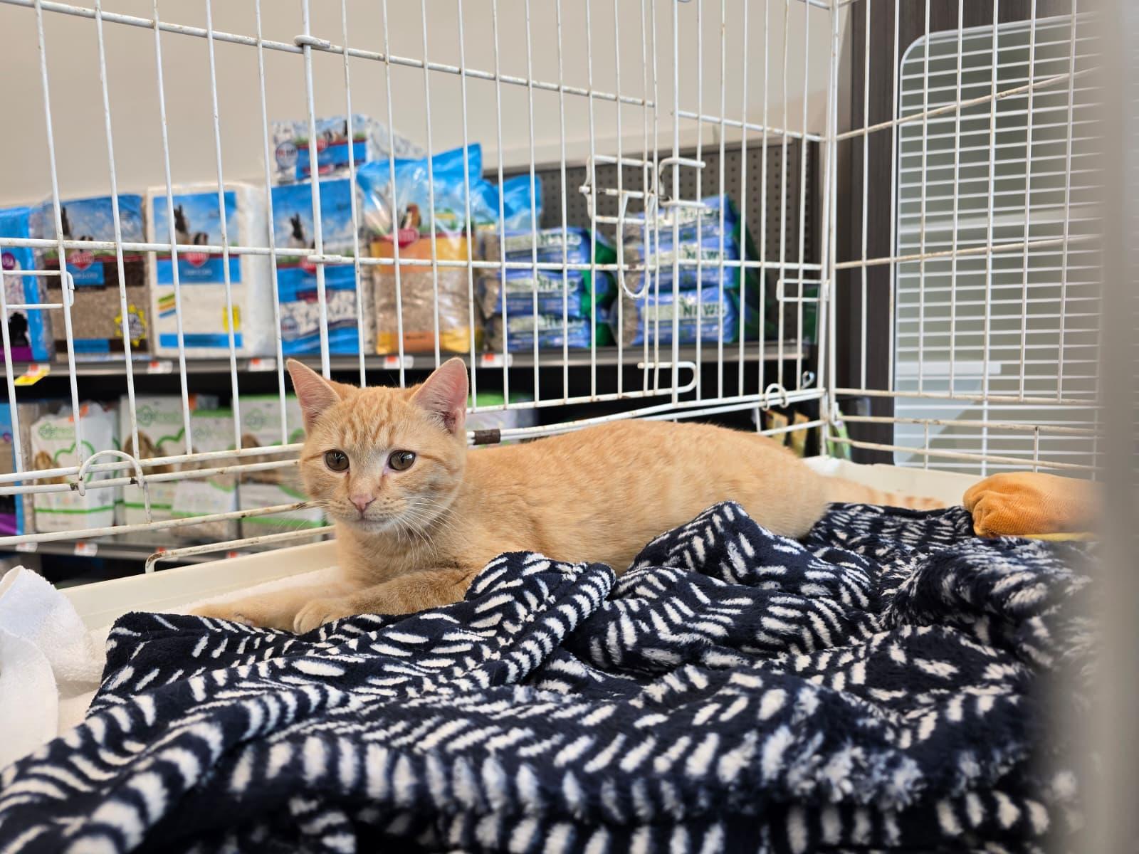 Enlarge Pepper, a Adoptable Domestic Short Hair in Nottingham, MD image 4/4