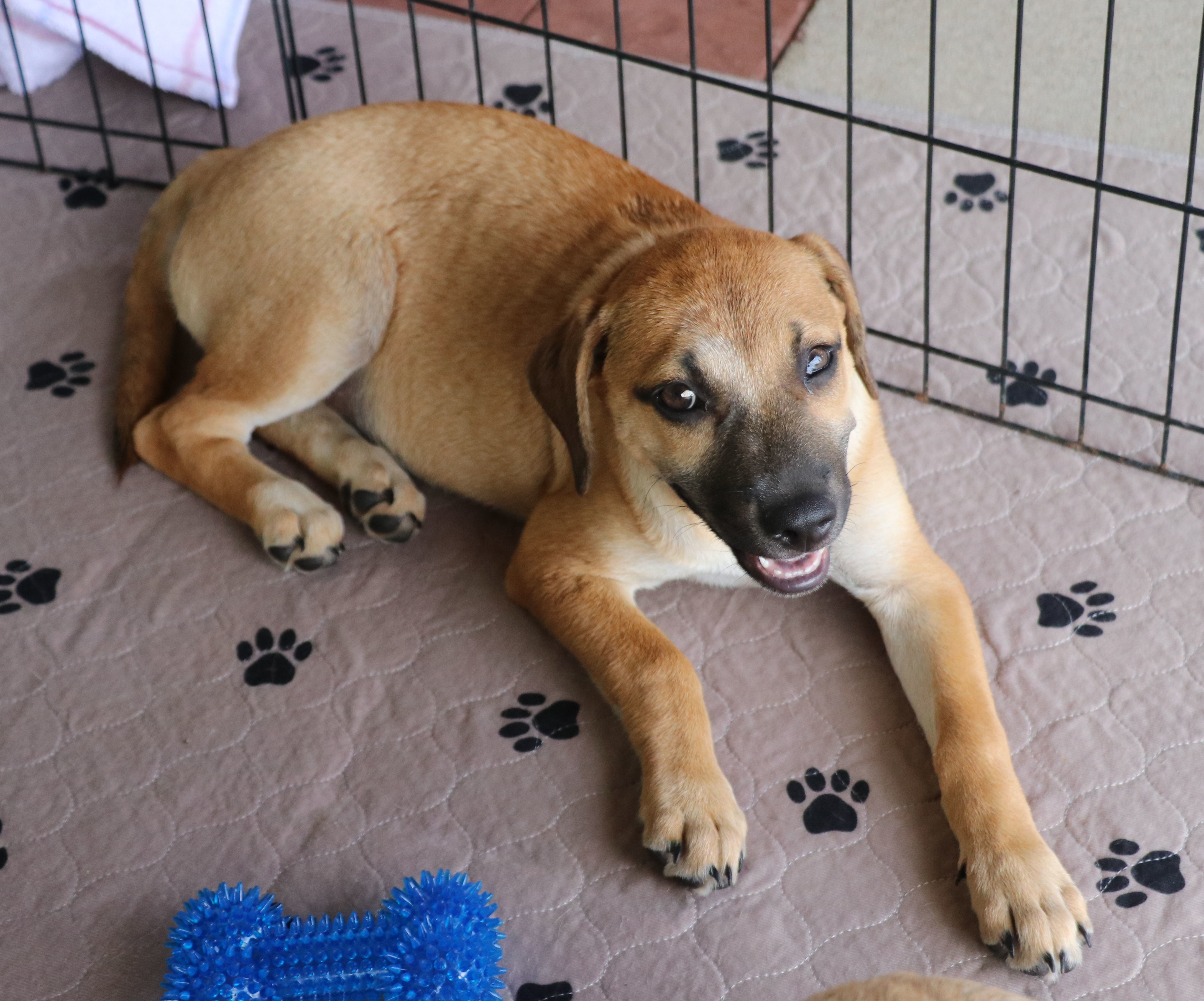 Enlarge Magnolia Flower, a Adoptable mixed breed in Pflugerville, TX image 1/16