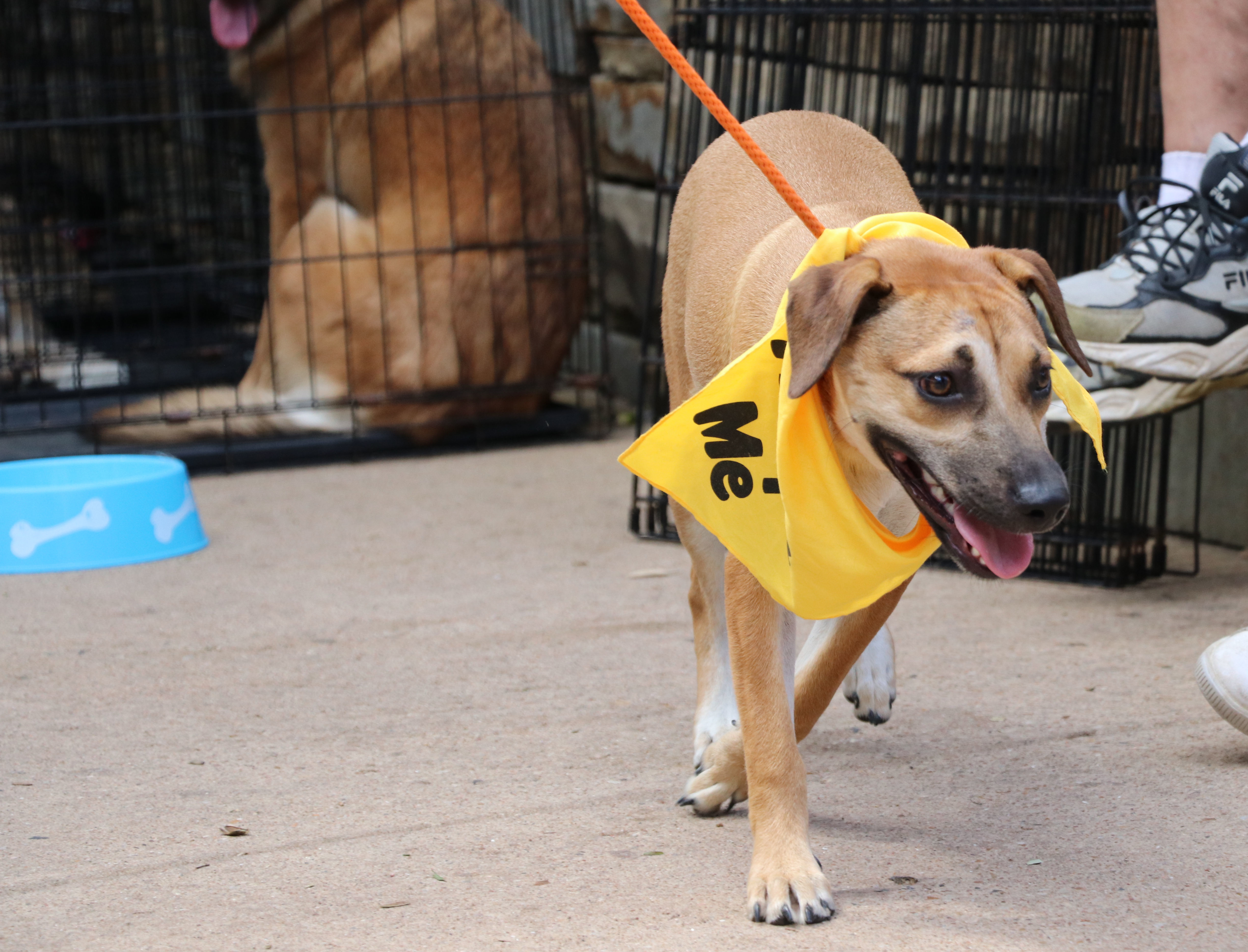 Enlarge Magnolia Flower, a Adoptable mixed breed in Pflugerville, TX image 2/16
