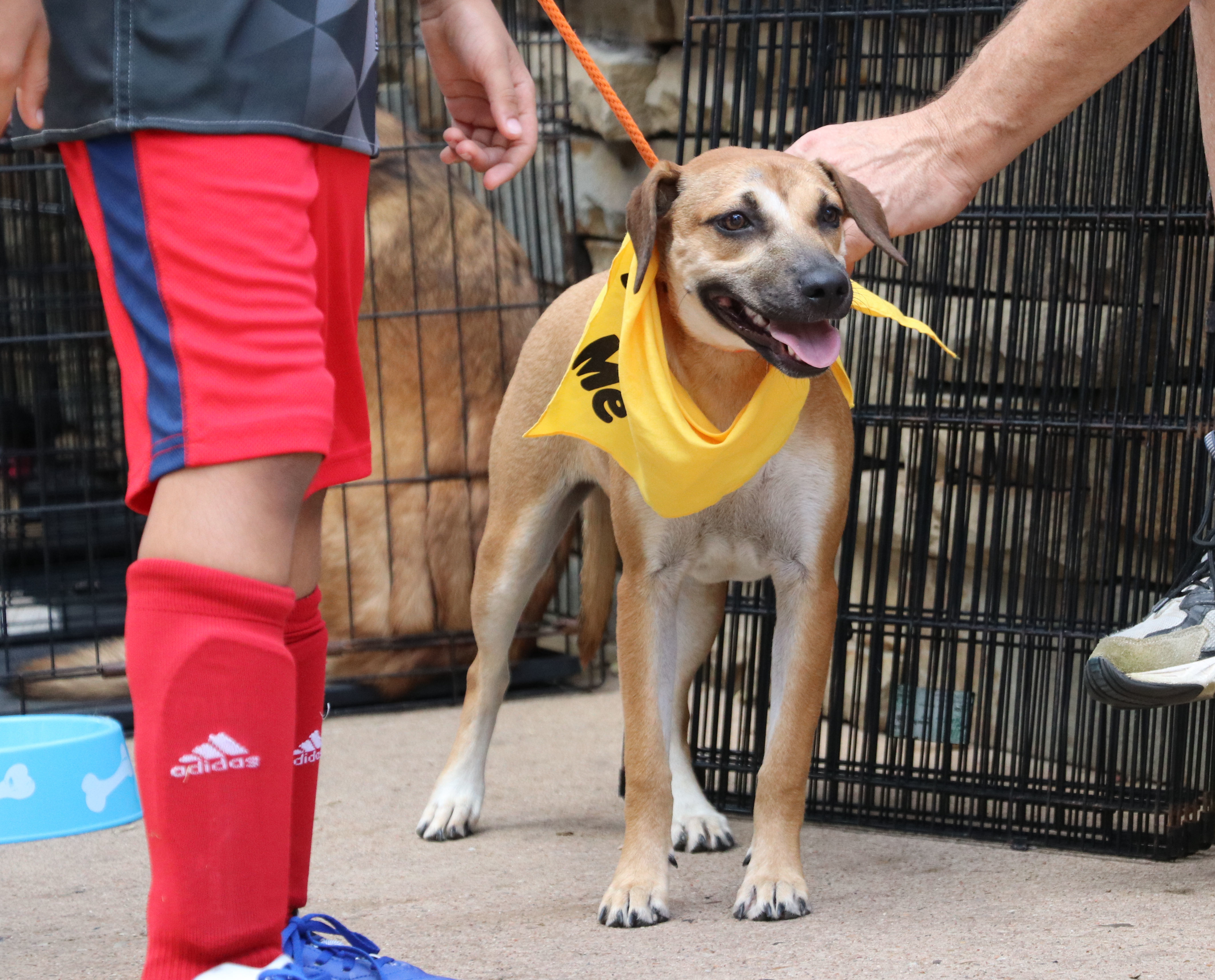Enlarge Magnolia Flower, a Adoptable mixed breed in Pflugerville, TX image 3/16