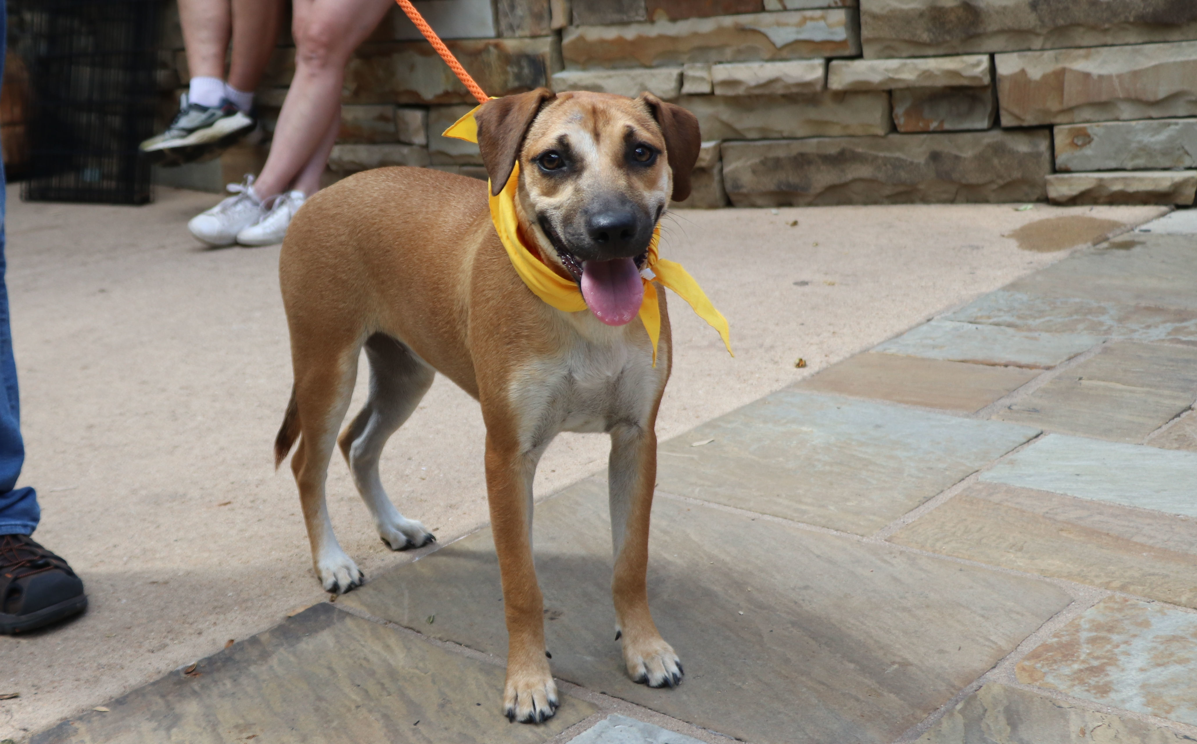 Enlarge Magnolia Flower, a Adoptable mixed breed in Pflugerville, TX image 4/16