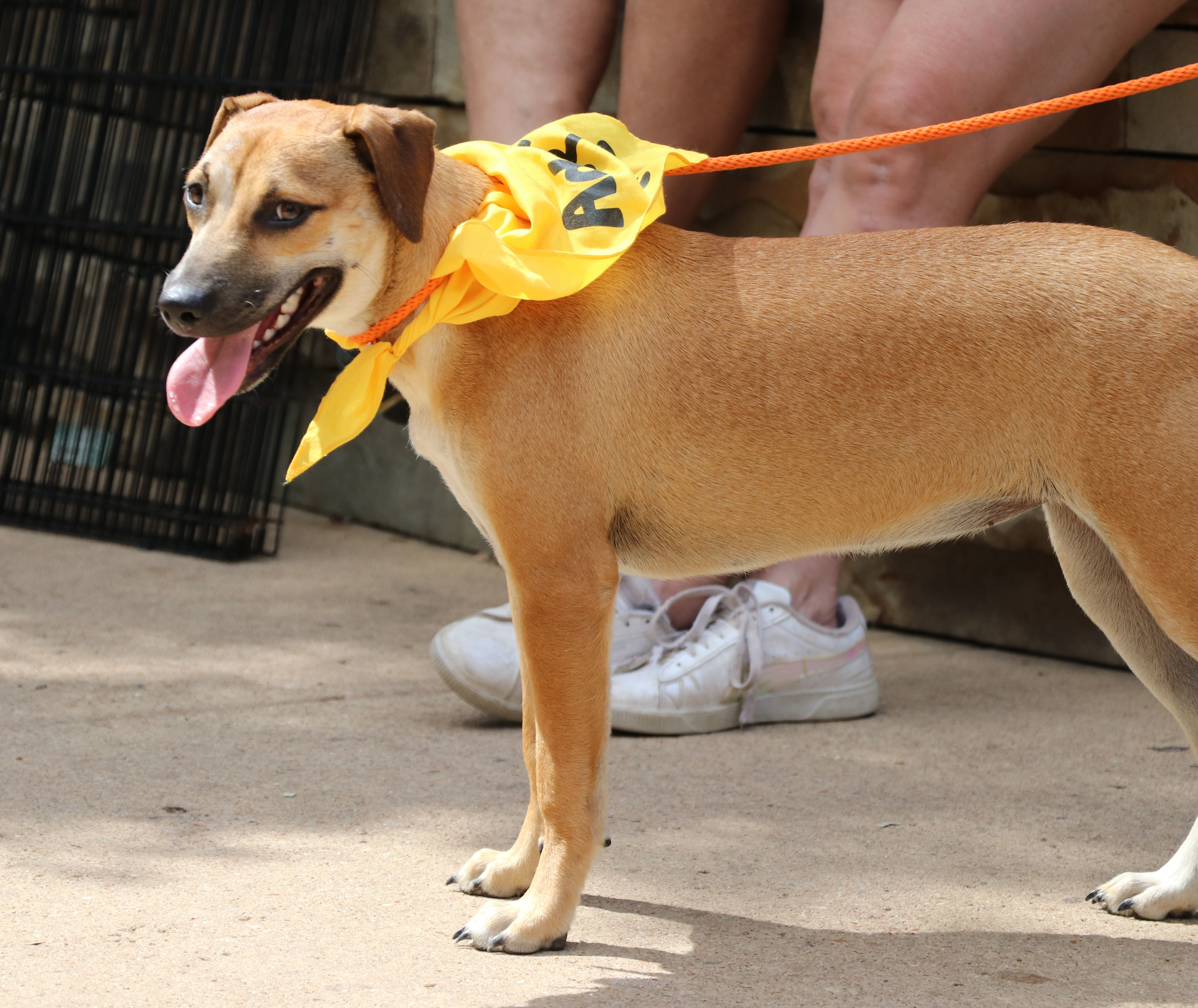 Enlarge Magnolia Flower, a Adoptable mixed breed in Pflugerville, TX image 5/16