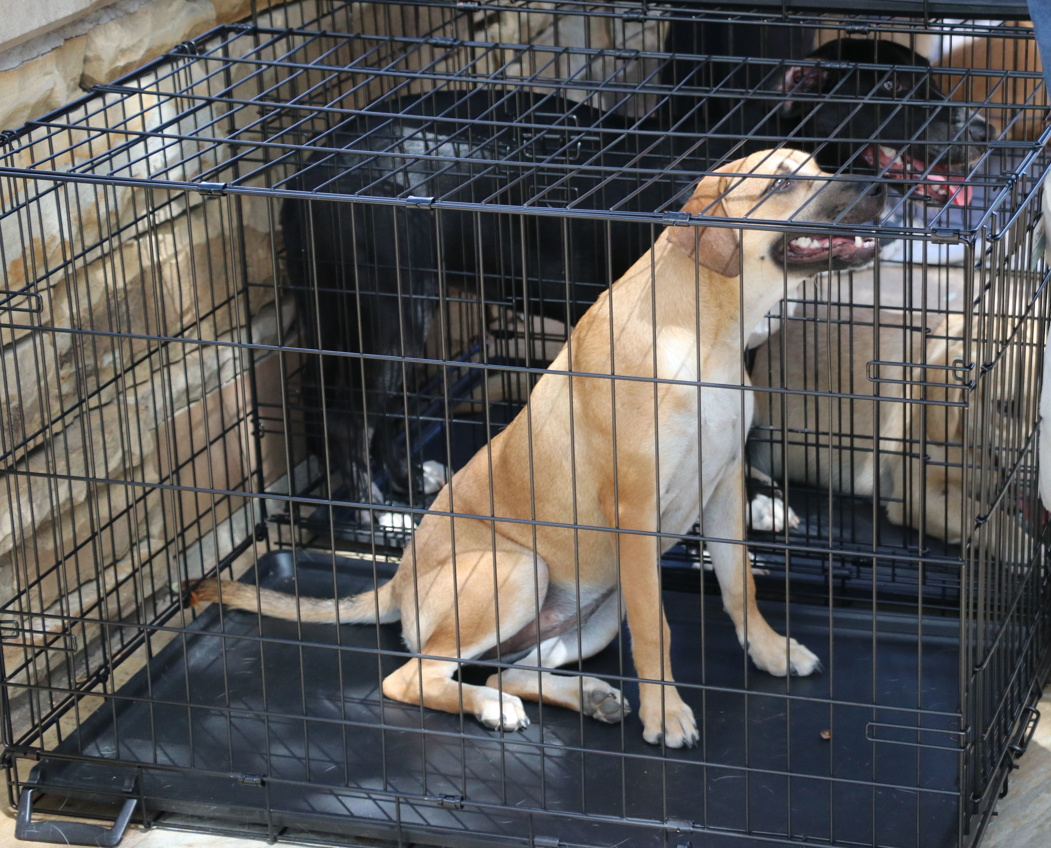 Enlarge Magnolia Flower, a Adoptable mixed breed in Pflugerville, TX image 6/16