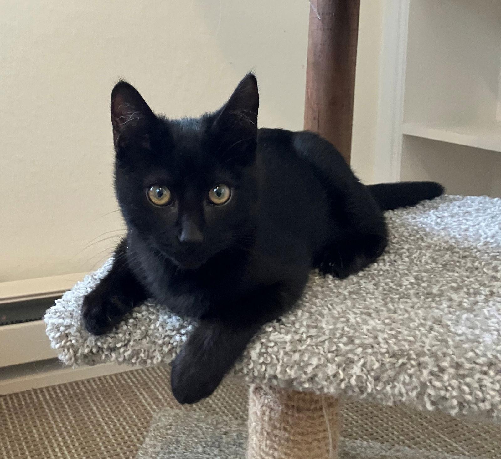 PETE & HENRY - Offered by Owner - Bonded Pair, a Adoptable Domestic Short Hair in Hillsboro, OR image 1/3