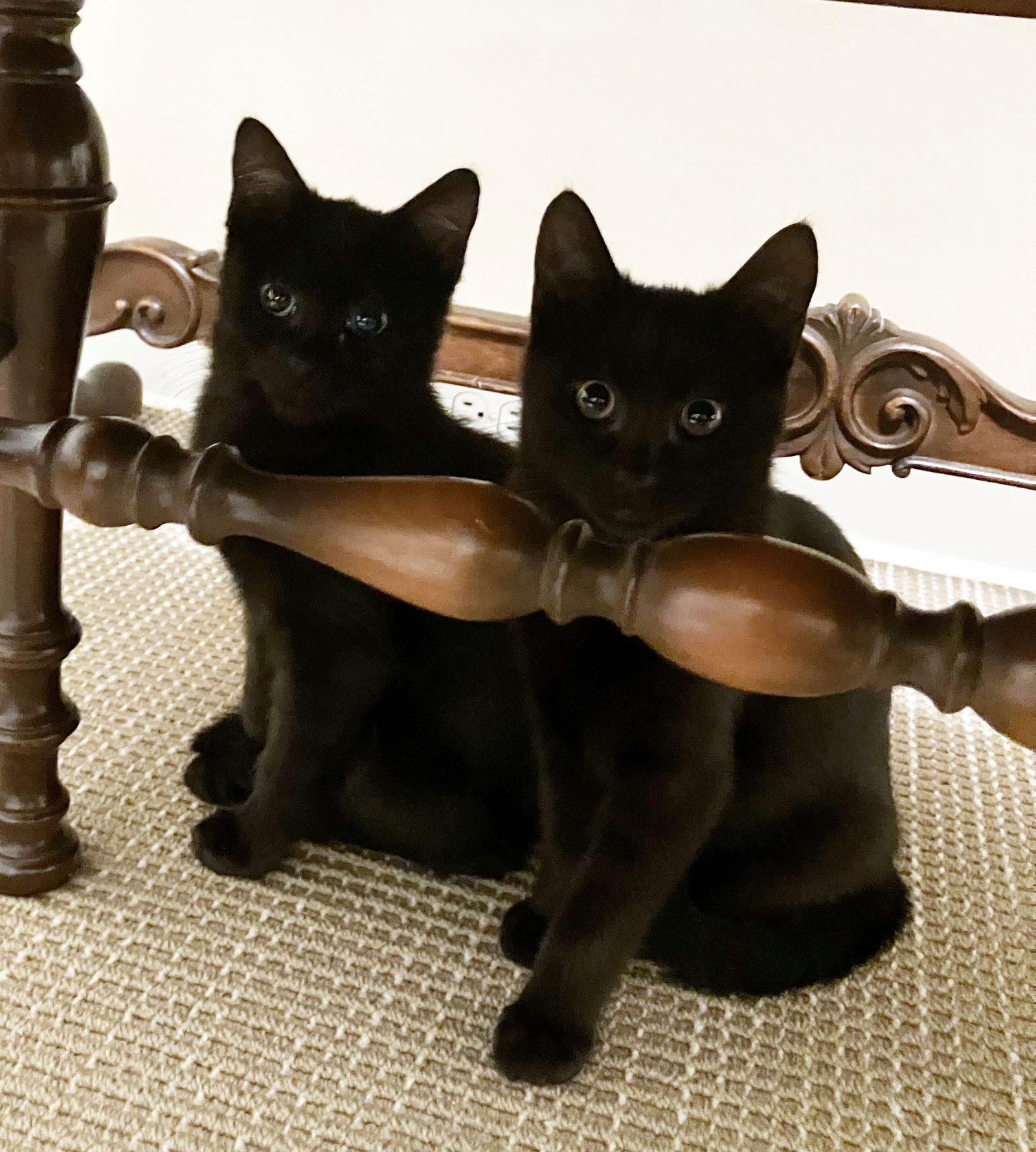 PETE & HENRY - Offered by Owner - Bonded Pair, a Adoptable Domestic Short Hair in Hillsboro, OR image 2/3