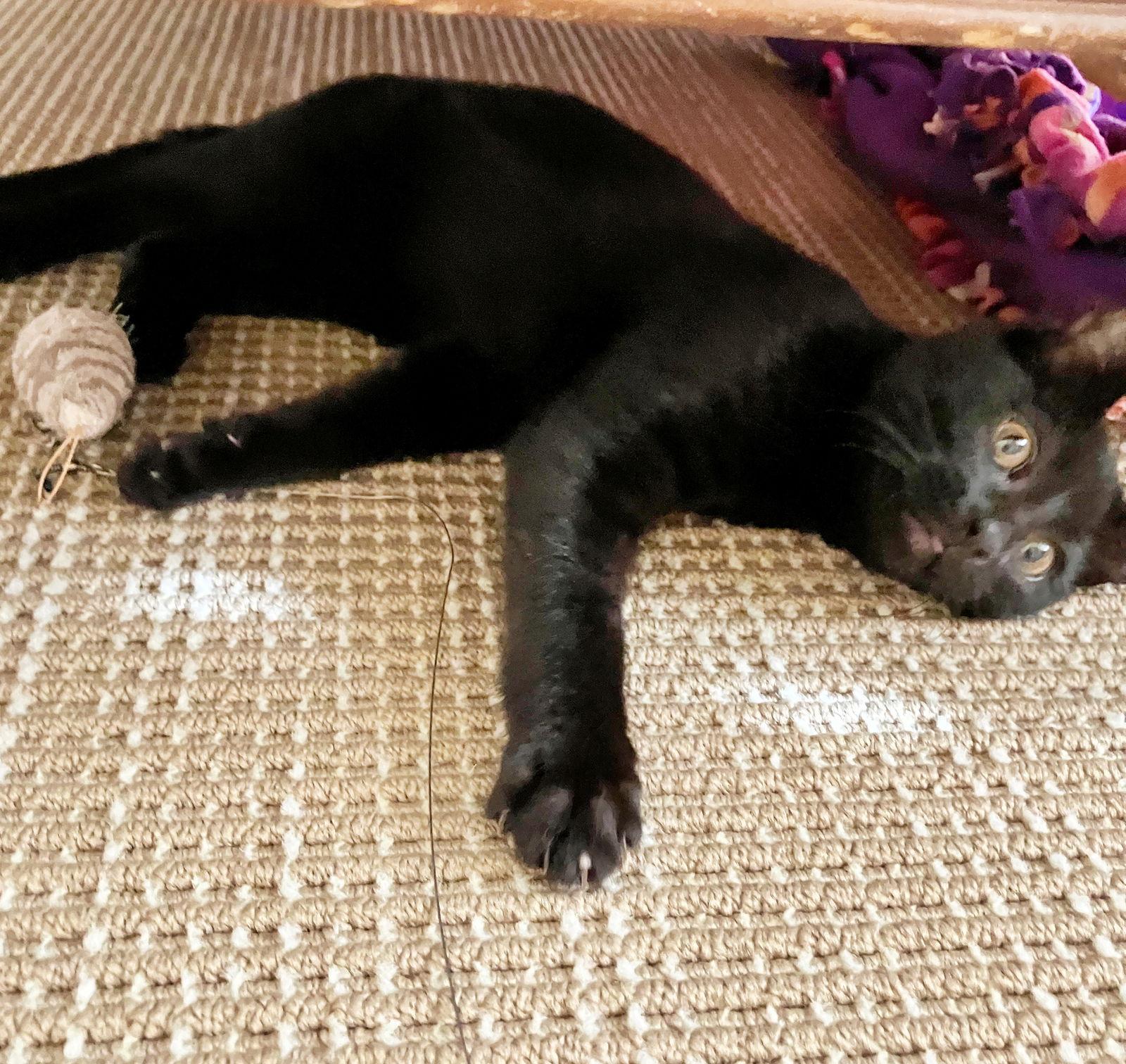 PETE & HENRY - Offered by Owner - Bonded Pair, a Adoptable Domestic Short Hair in Hillsboro, OR image 3/3