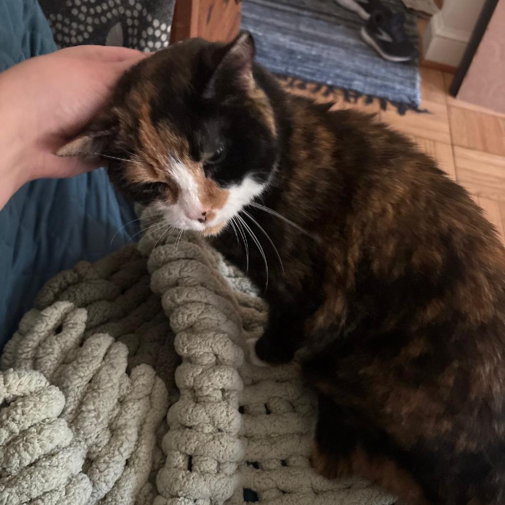 Precious, Adoptable, Senior Female Domestic Short Hair.