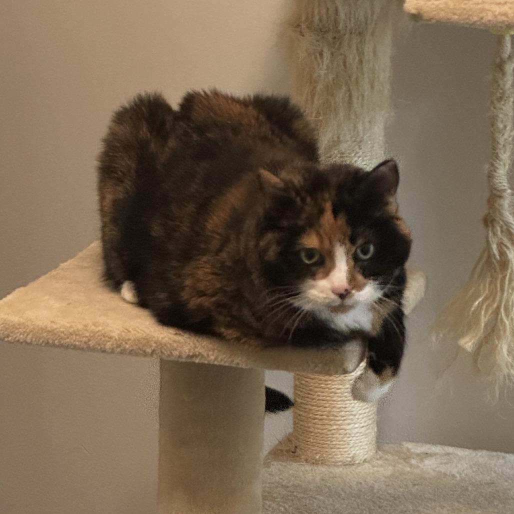 Enlarge Precious, a Adoptable Domestic Short Hair in Washington, DC image 1/2