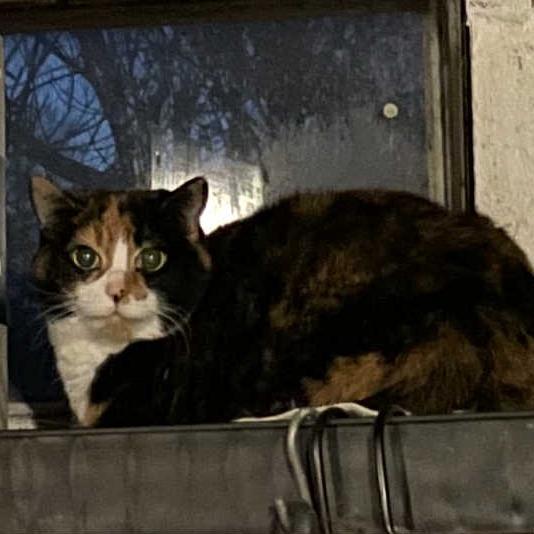 Enlarge Precious, a Adoptable Domestic Short Hair in Washington, DC image 2/2