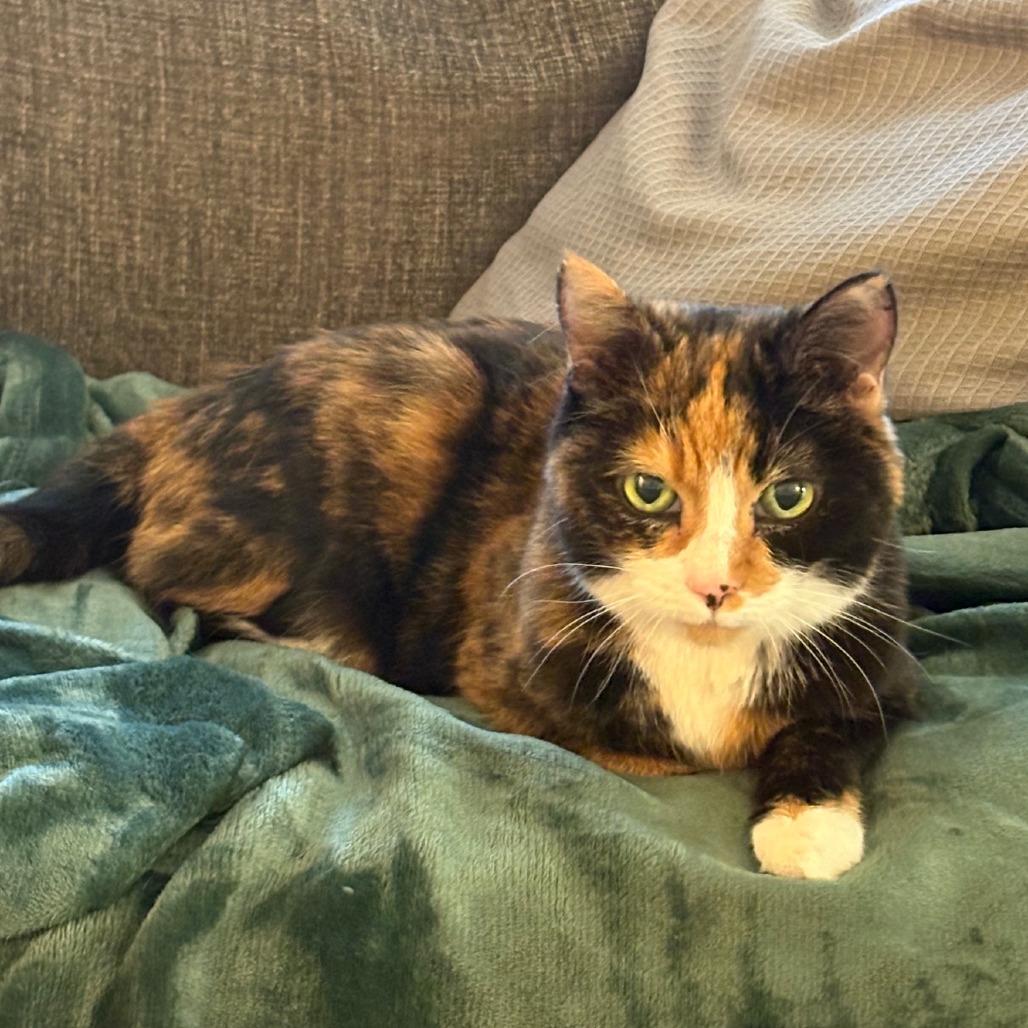 Precious, a Adoptable Domestic Short Hair in Washington, DC image 3/3