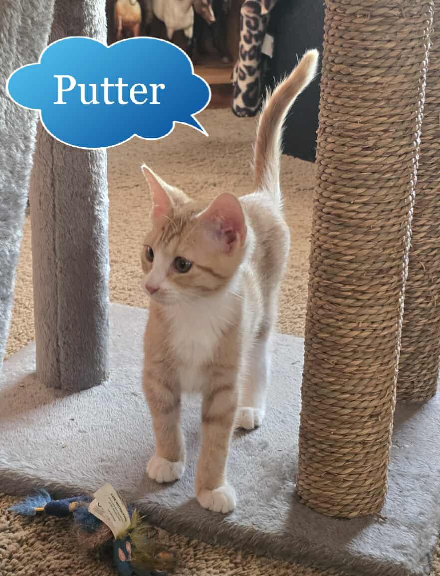 Putter