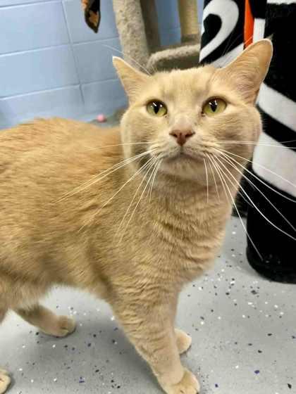 Lex, Adoptable, Adult Male Domestic Short Hair & Domestic Short Hair.