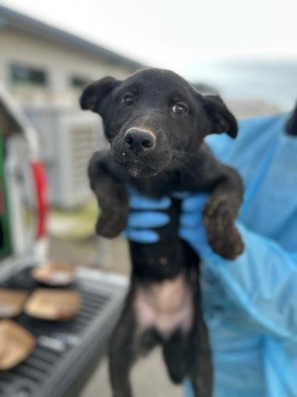 Linnie, Adoptable, Puppy Female Shepherd & Mixed Breed.
