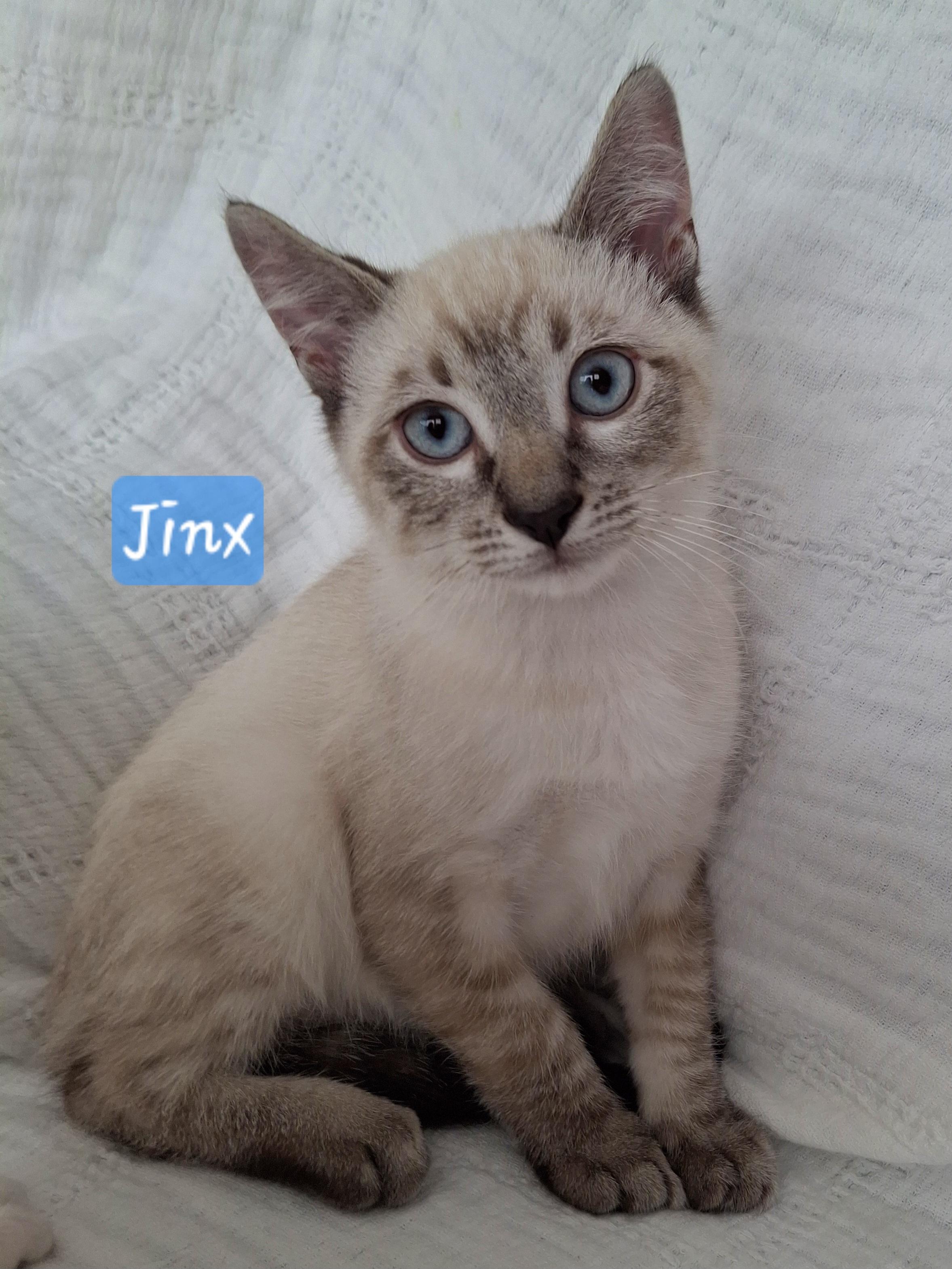 Enlarge Adoption Event, Saturday 6/27, an adopted mixed breed in Yorba Linda, CA image 5/6