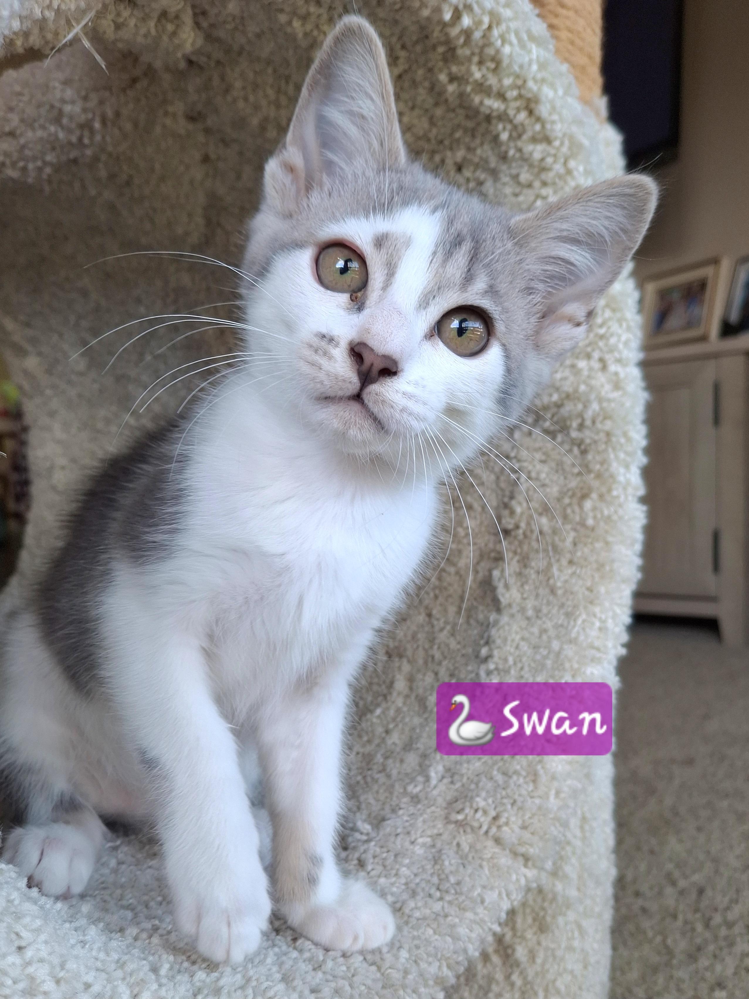 Enlarge Adoption Event, Saturday 6/27, an adopted mixed breed in Yorba Linda, CA image 4/6