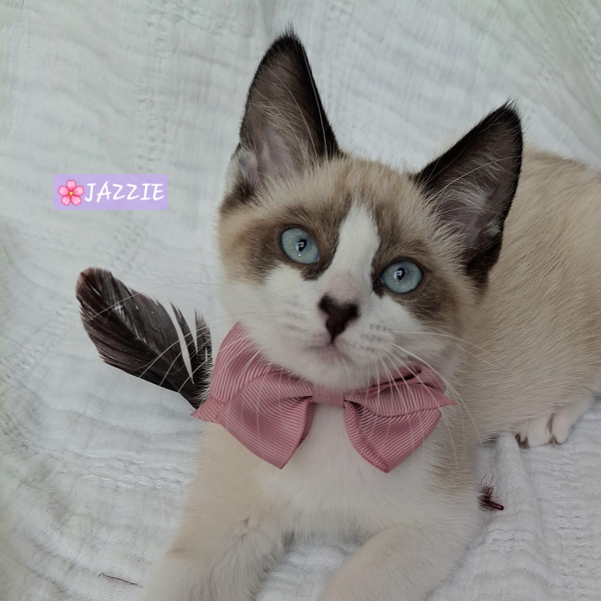 Adoption Event, Saturday 6/27, adopted, Kitten Female Siamese & Russian Blue.