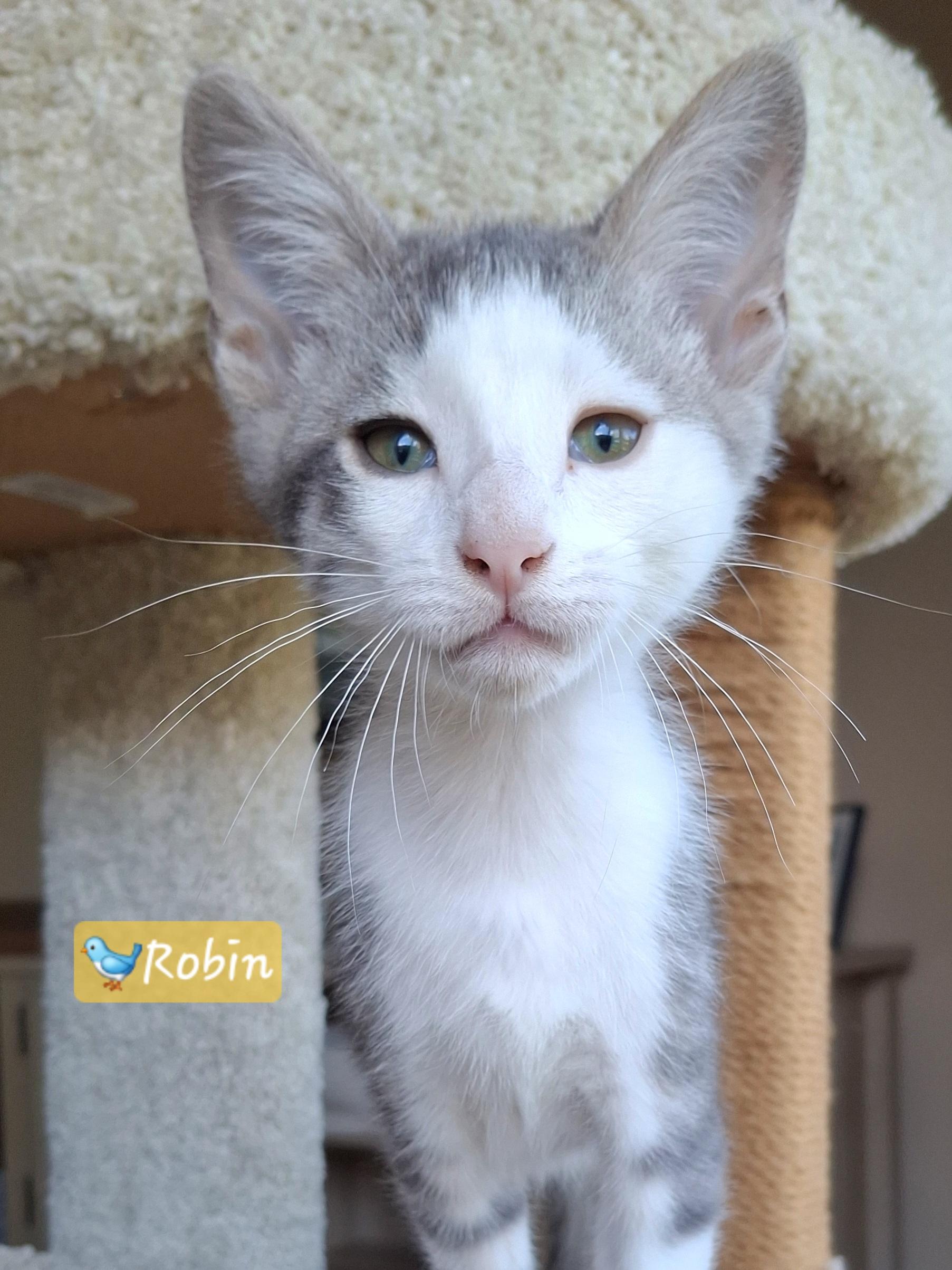 Enlarge Adoption Event, Saturday 6/27, an adopted mixed breed in Yorba Linda, CA image 6/6
