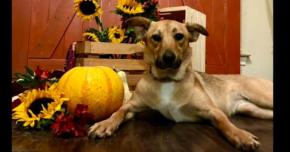 Enlarge Caramel, a Adoptable mixed breed in Dallas, TX image 1/6