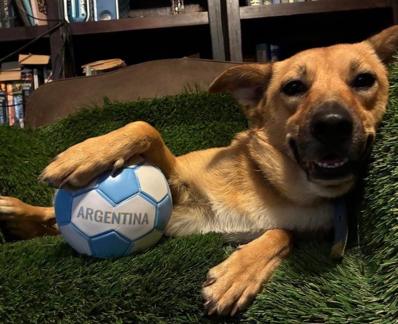 Caramel, a Adoptable mixed breed in Dallas, TX image 2/3