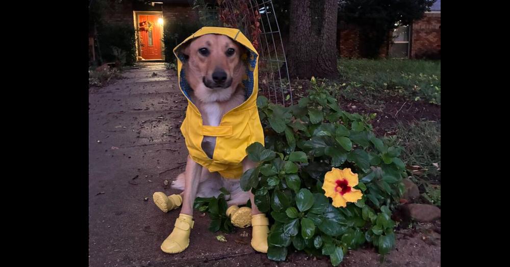 Enlarge Caramel, a Adoptable mixed breed in Dallas, TX image 3/6