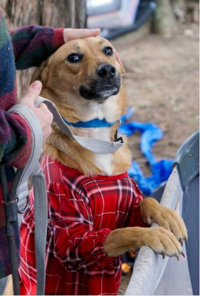 Enlarge Caramel, a Adoptable mixed breed in Dallas, TX image 3/6