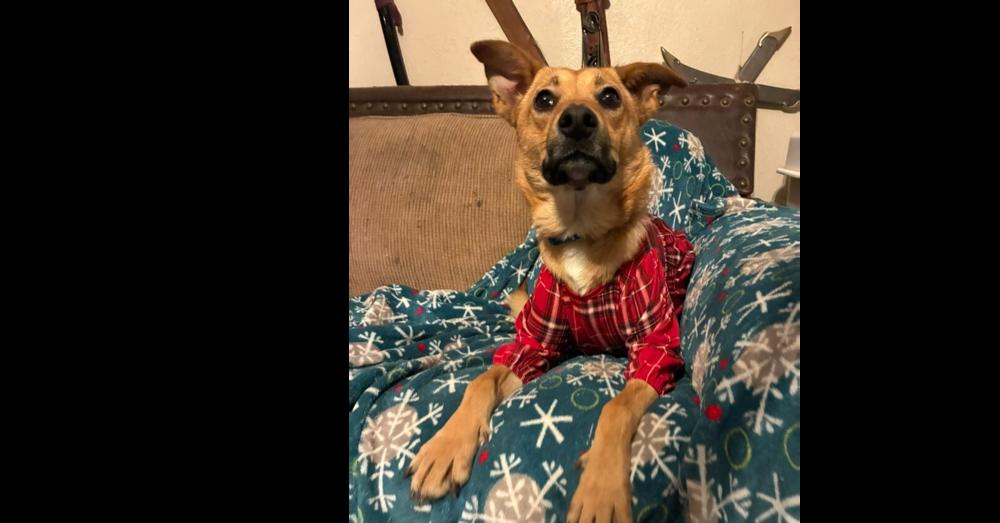 Enlarge Caramel, a Adoptable mixed breed in Dallas, TX image 4/6