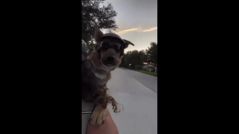 Enlarge Caramel, a Adoptable mixed breed in Dallas, TX image 5/6