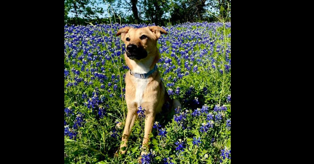 Enlarge Caramel, a Adoptable mixed breed in Dallas, TX image 5/6
