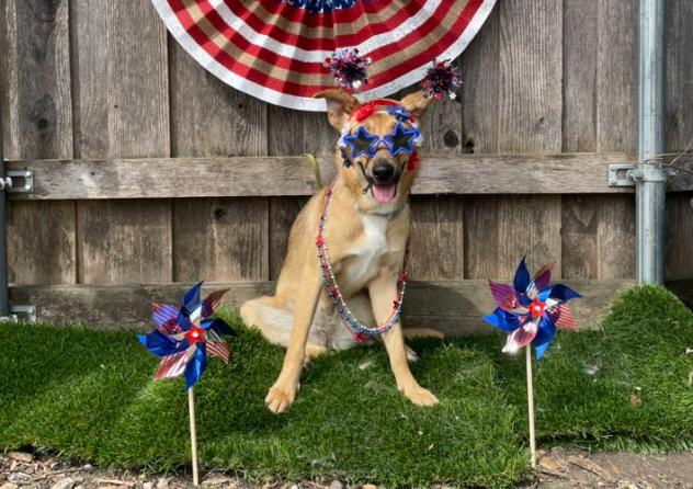 Enlarge Caramel, a Adoptable mixed breed in Dallas, TX image 6/6