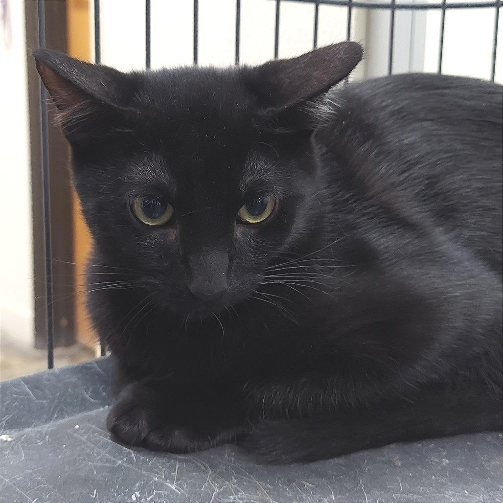 Jason Voorhees, Adoptable, Young Male Domestic Short Hair.