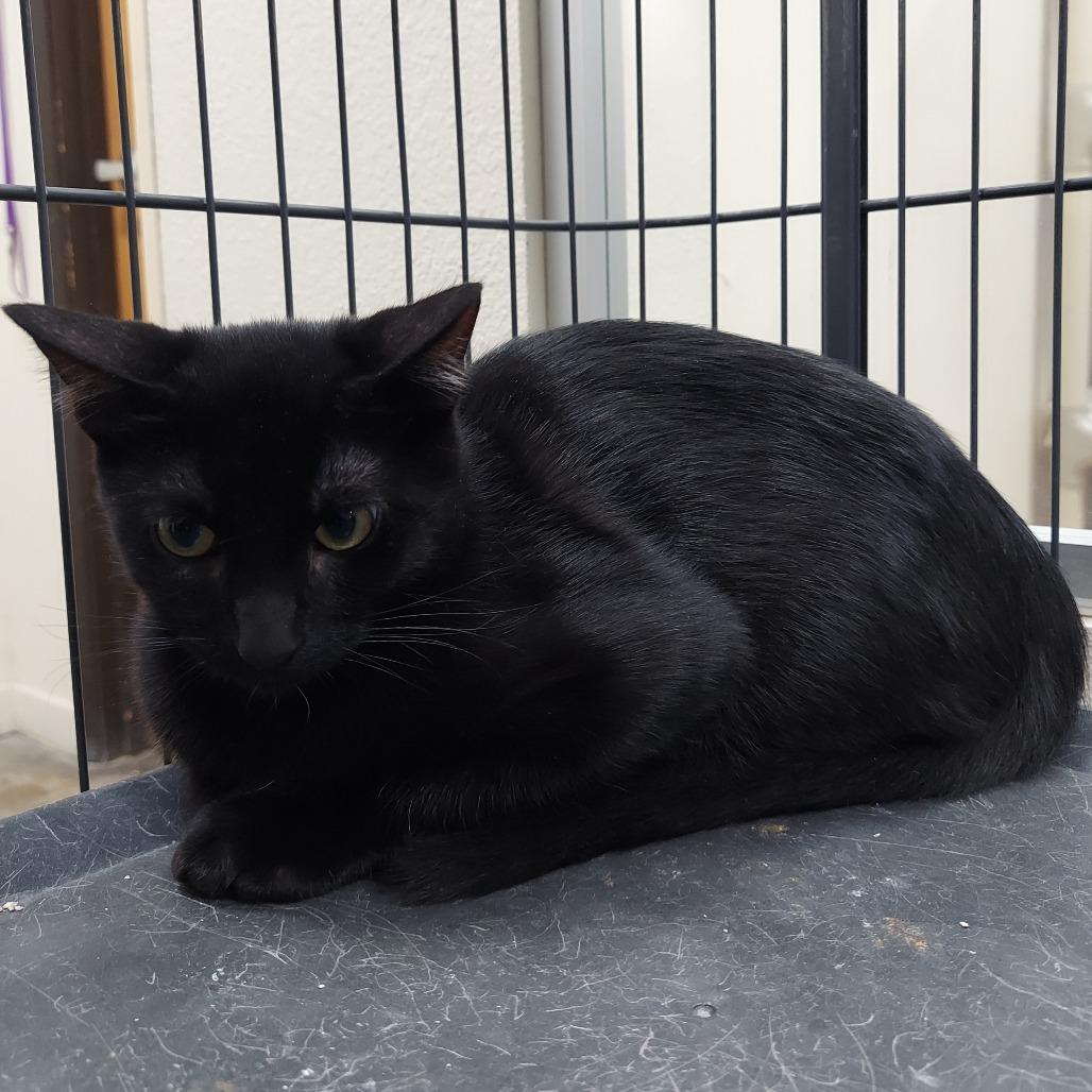 Enlarge Jason Voorhees, a Adoptable Domestic Short Hair in Los Angeles, CA image 2/2