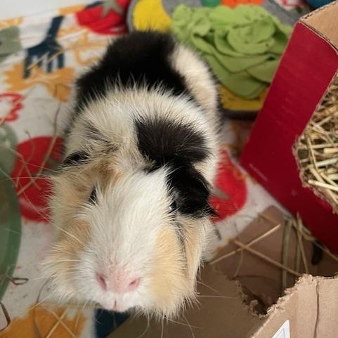 Phoenix-Foster, Adoptable, Adult Male Guinea Pig.