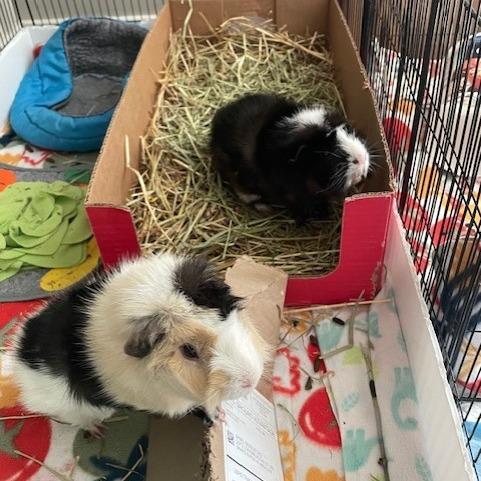 Enlarge Phoenix-Foster, a Adoptable Guinea Pig in Grand Rapids, MI image 2/3
