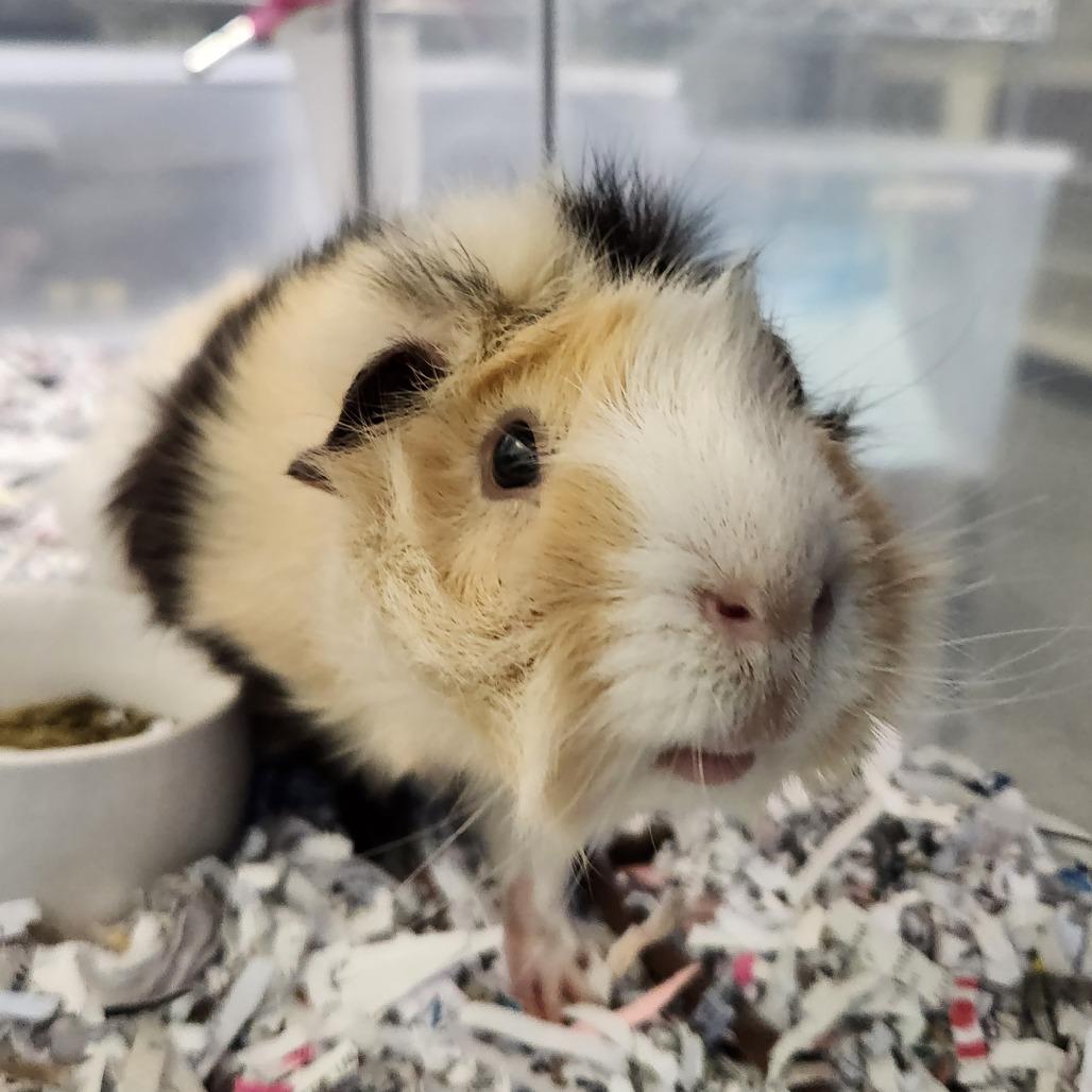 Enlarge Phoenix-Foster, a Adoptable Guinea Pig in Grand Rapids, MI image 3/3