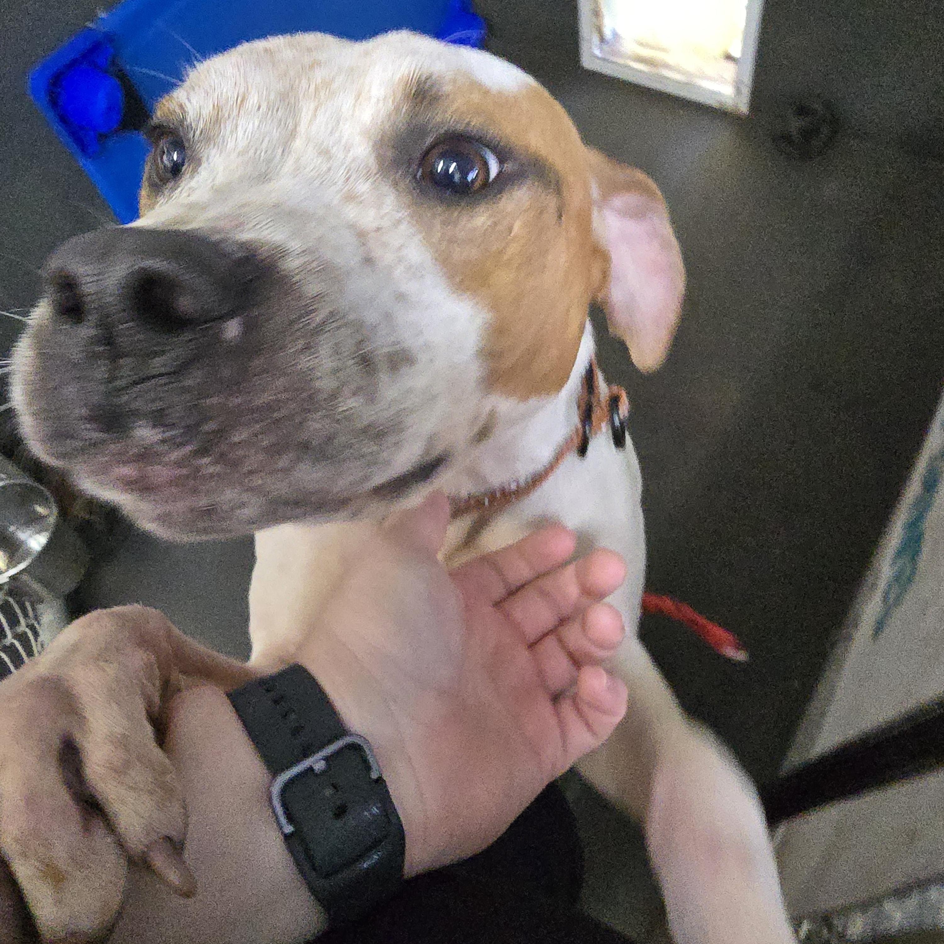 Duncan, a ADOPTABLE Pit Bull Terrier in Pembroke Pines, FL image 4/5