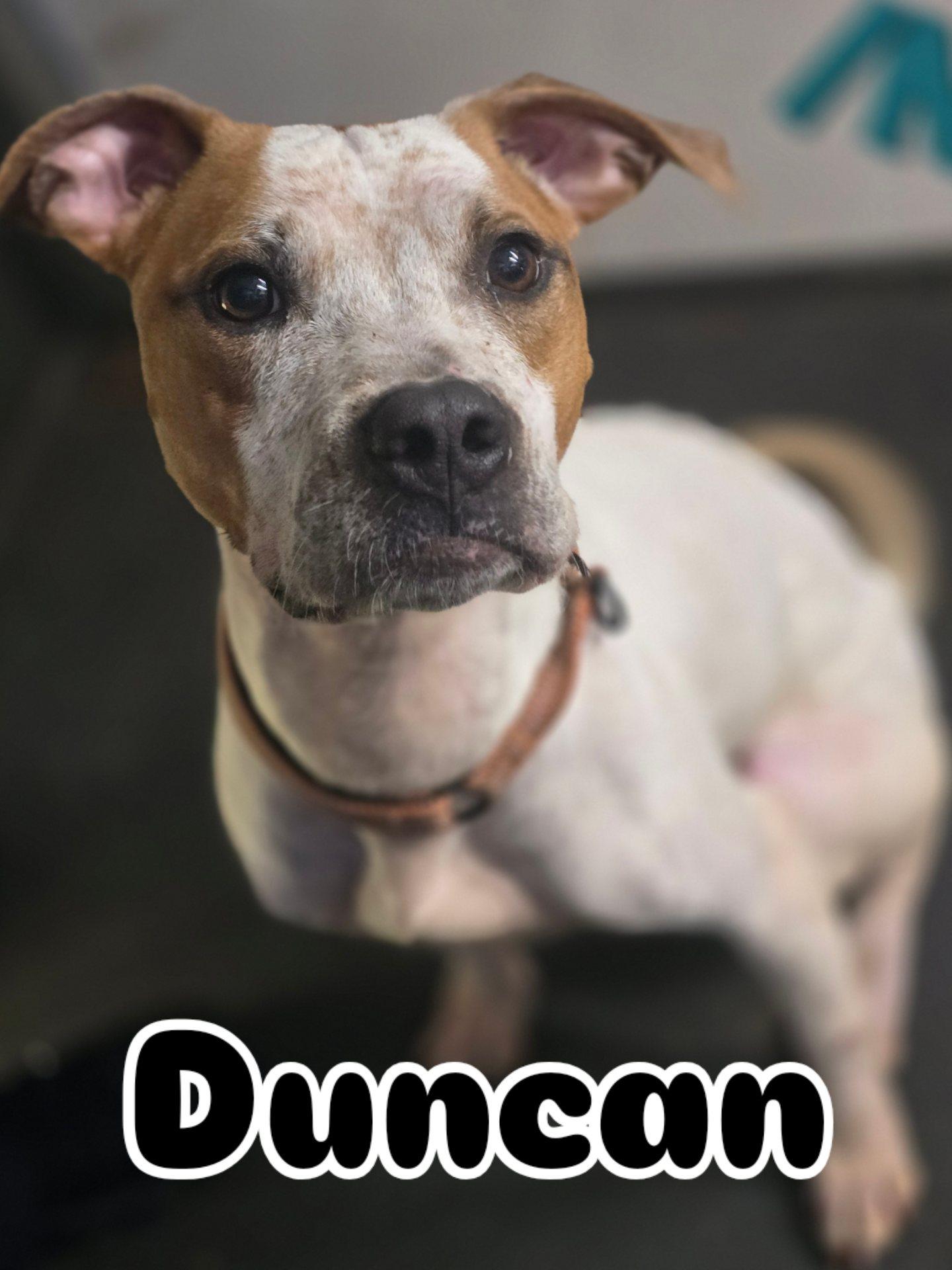 Duncan, ADOPTABLE, Adult Male Pit Bull Terrier.