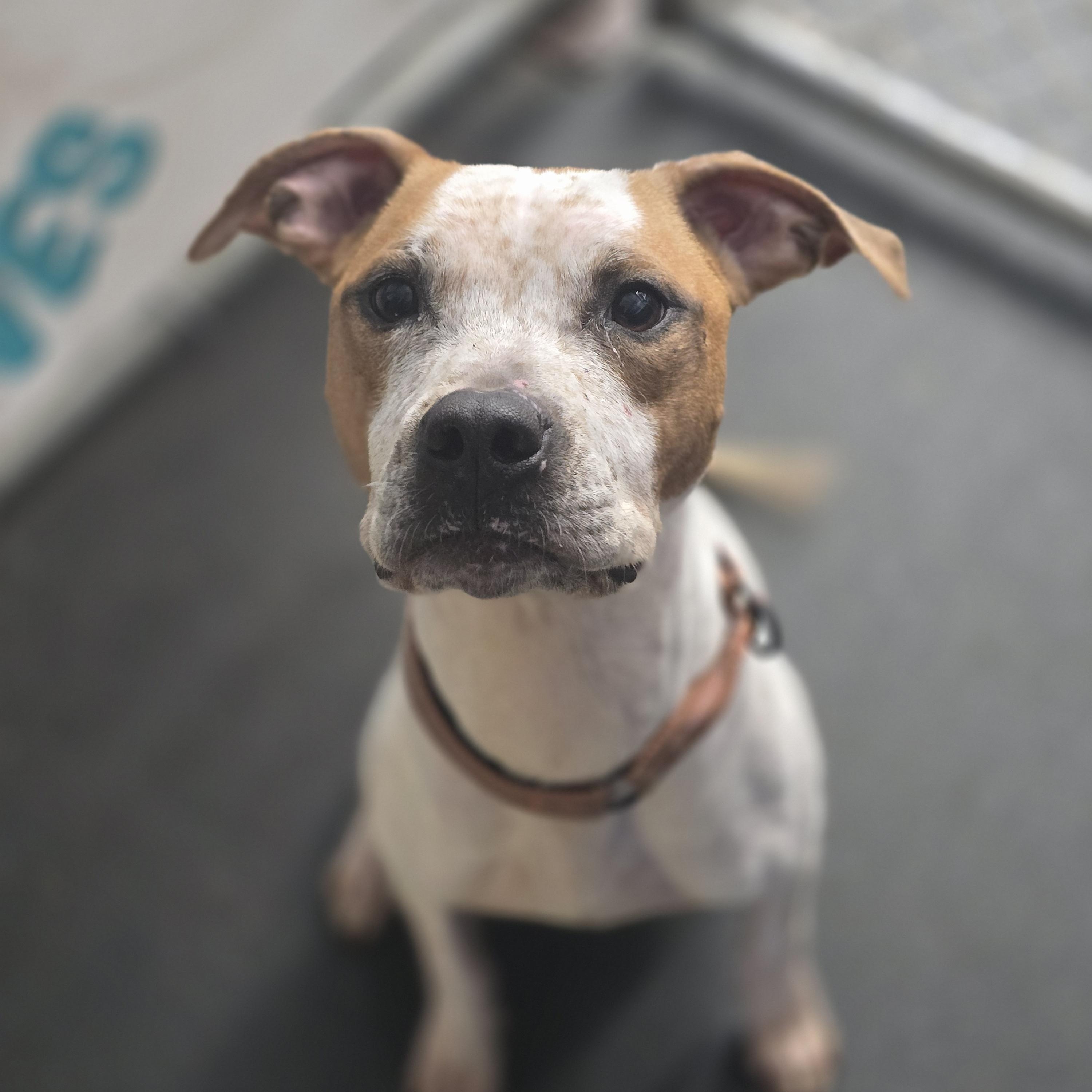 Duncan, a ADOPTABLE Pit Bull Terrier in Pembroke Pines, FL image 2/5