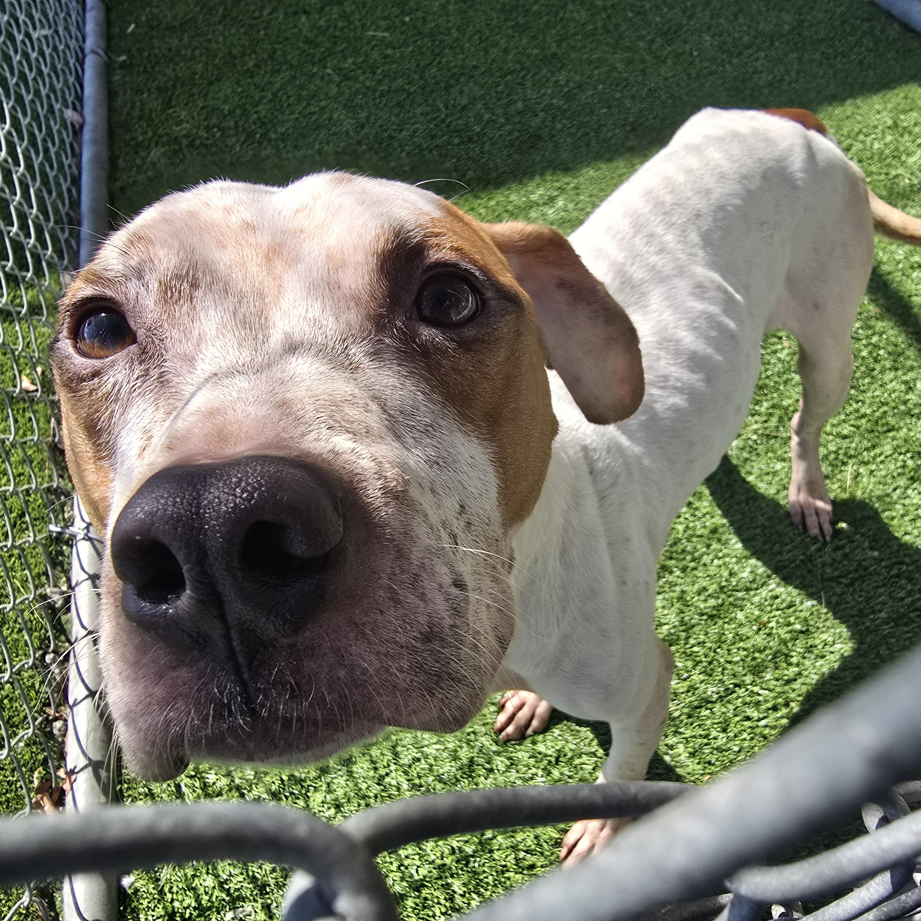 Duncan, a ADOPTABLE Pit Bull Terrier in Pembroke Pines, FL image 5/5