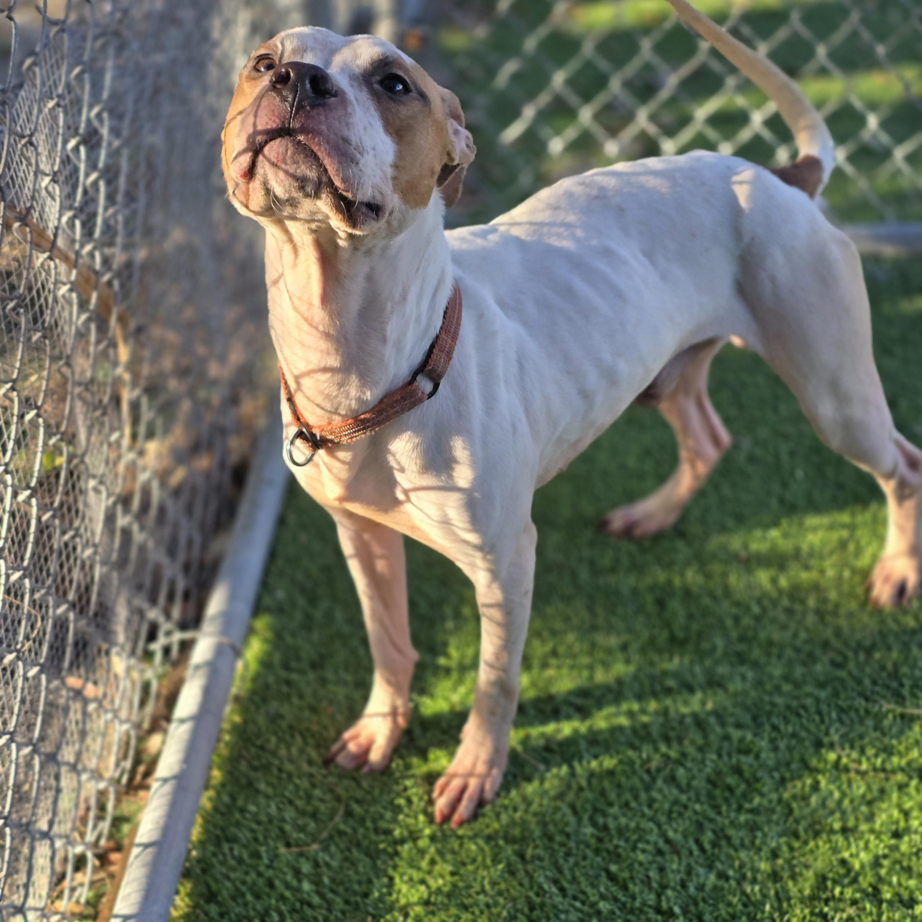 Duncan, a ADOPTABLE Pit Bull Terrier in Pembroke Pines, FL image 3/5