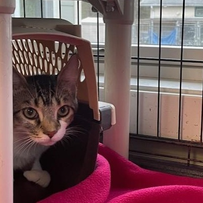 Jingle, Adoptable, Young Female Domestic Short Hair.