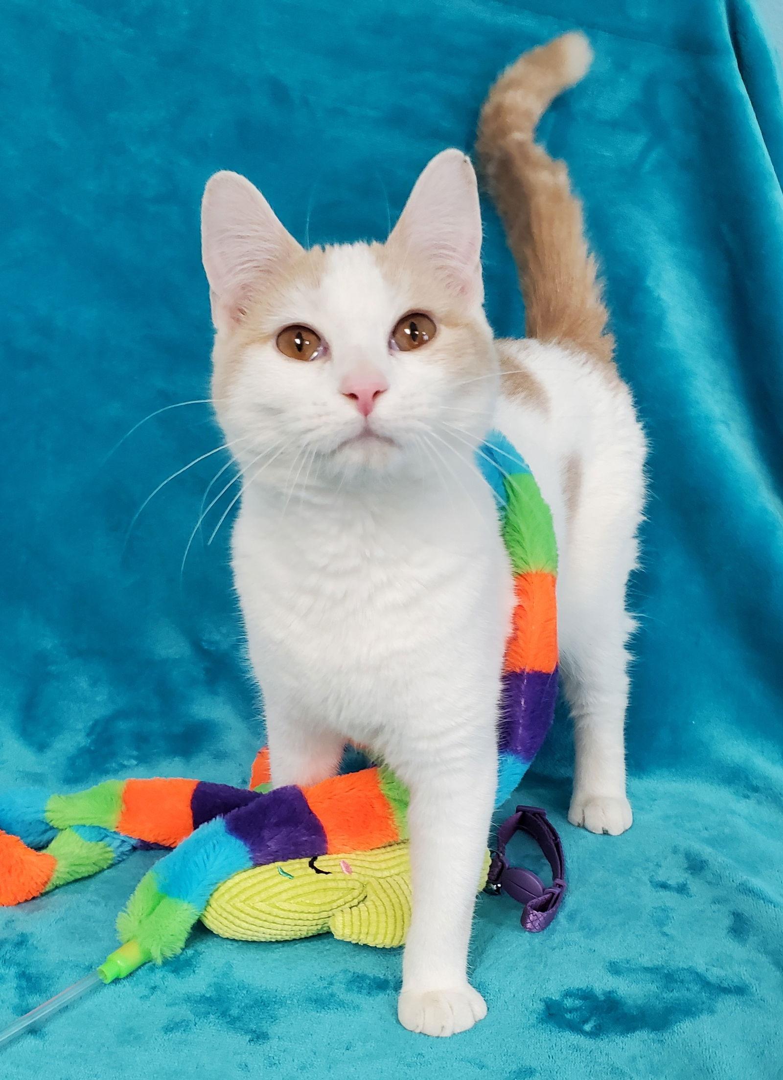 Enlarge Peaches, a Adopted Domestic Short Hair in Greenville, IL image 1/2