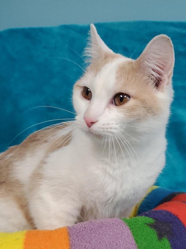 Peaches — thumbnail 2