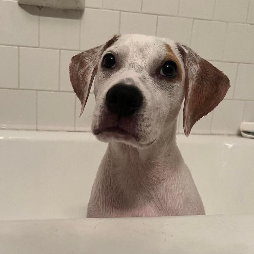 Nick Tortelli, Adoptable, Young Male Mixed Breed.