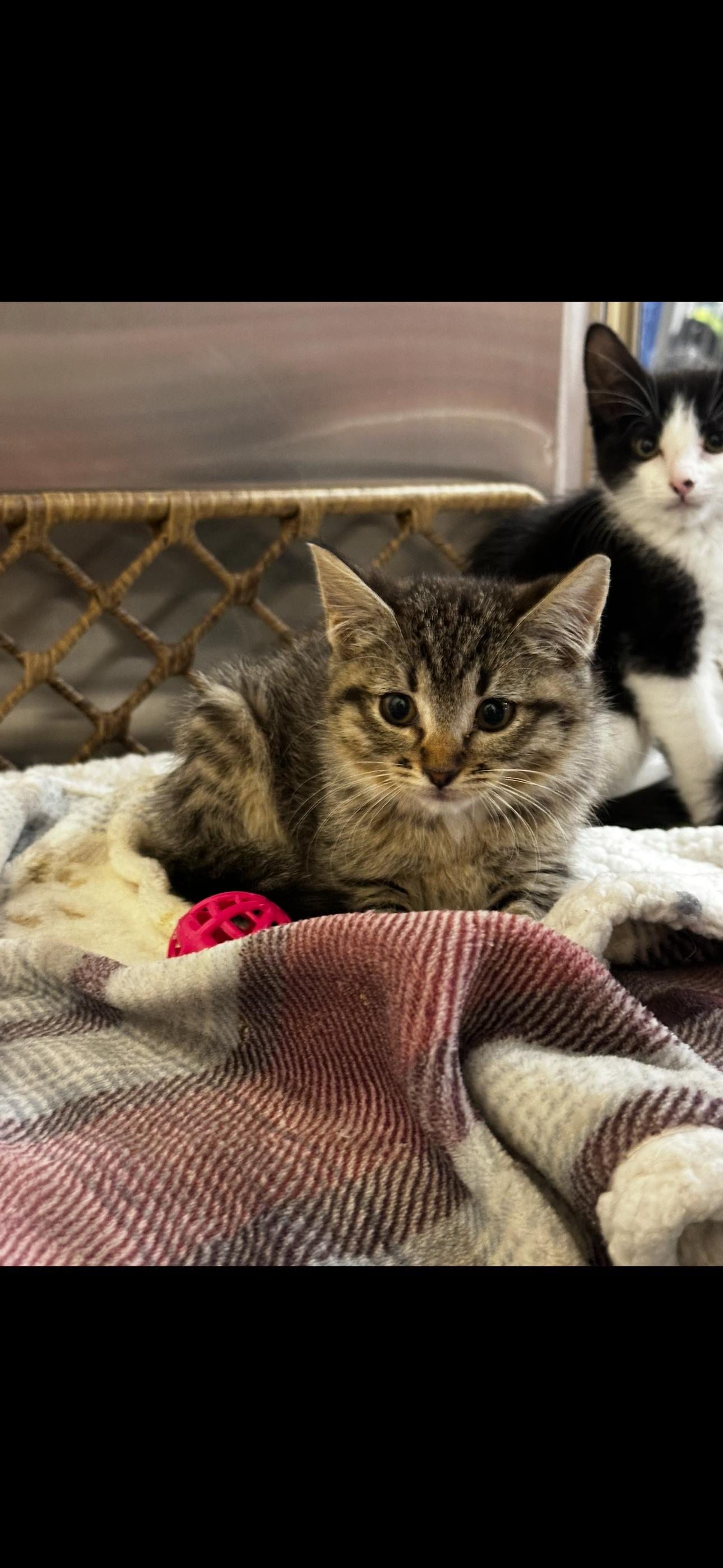 Enlarge Freya, an adopted Domestic Short Hair in Missoula, MT image 1/1
