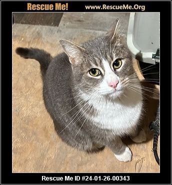 Artist, Adoptable, Adult Male Domestic Short Hair.