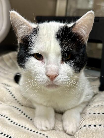 Enlarge Mongo, a Adoptable mixed breed in Wichita, KS image 1/3